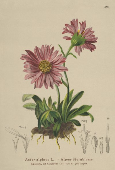 Marguerite alpine bleue (Aster alpinus) - German School
