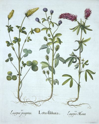 Troginella bleue, trèfle jaune, trèfle des bois rouge, de Hortus Eystettensis, par Basil Besler (1561-1629), pub. 1613 - German School