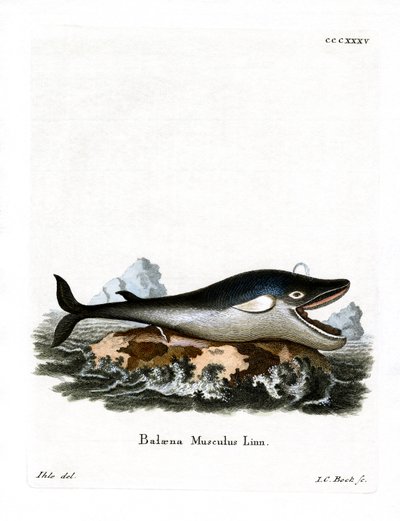 Baleine bleue - German School