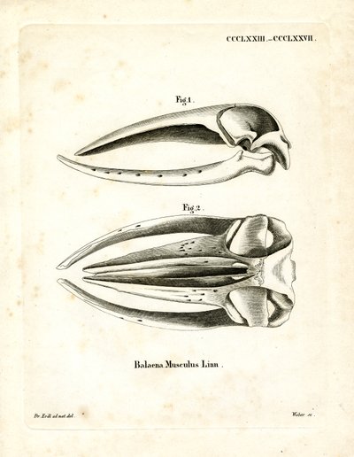 Crâne de Baleine Bleue - German School