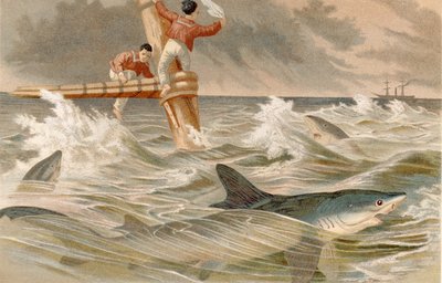 Requin bleu, planche de Brehms Tierleben: Allgemeine Kunde des Tierreichs, vol.8, p.438, publié par Bibliographisches Institut, 1892 - German School