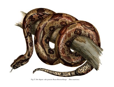 Boa constrictor - German School