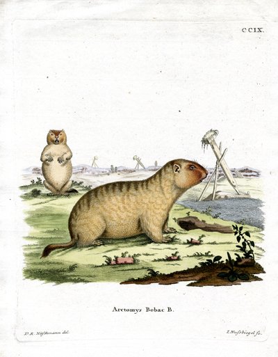 Marmotte de Bobac - German School