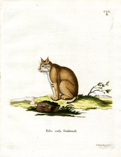 Lynx roux - German School