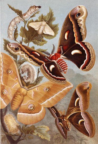 Bombycoid Moths, planche de "Brehms Tierleben: Allgemeine Kunde des Tierreichs", vol.9, p.410, publié par Bibliographisches Institut - German School