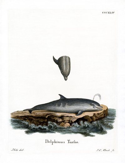 Dauphin à nez en bouteille - German School