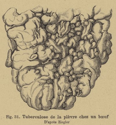 Tuberculose bovine - German School