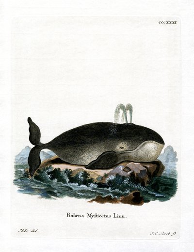 Baleine Boréale - German School