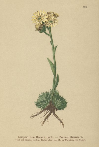 Joubarbe de Braun (Sempervivum Braunii) - German School
