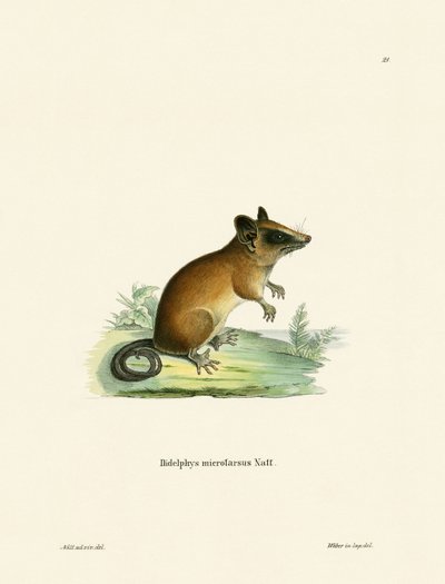 Opossum Souris Gracile Brésilien - German School
