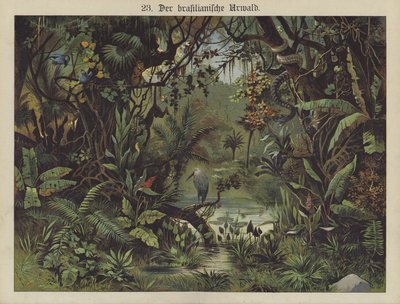 Forêt tropicale brésilienne - German School