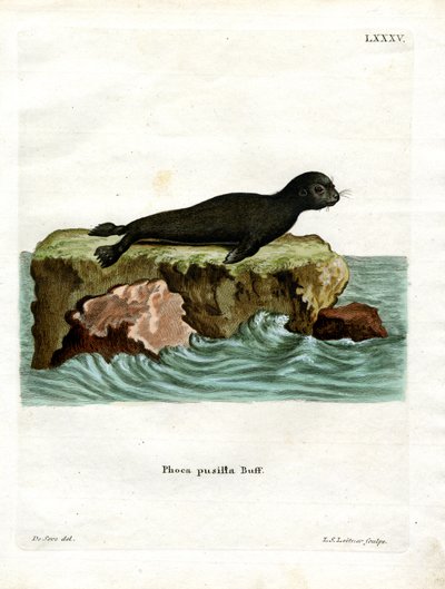 Otarie à fourrure brune - German School