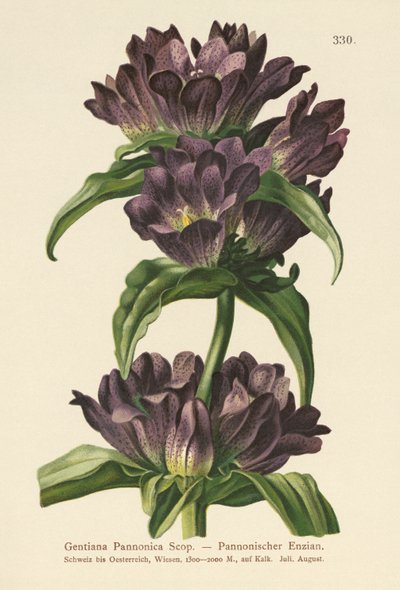 Gentiane brune (Gentiana Pannonica) - German School