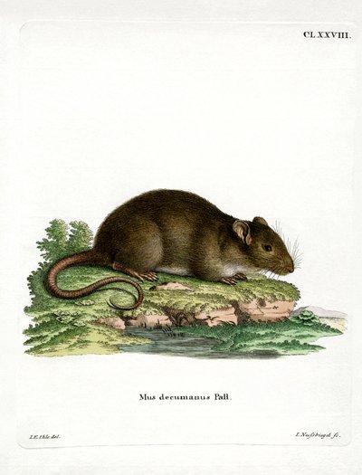Rat brun - German School