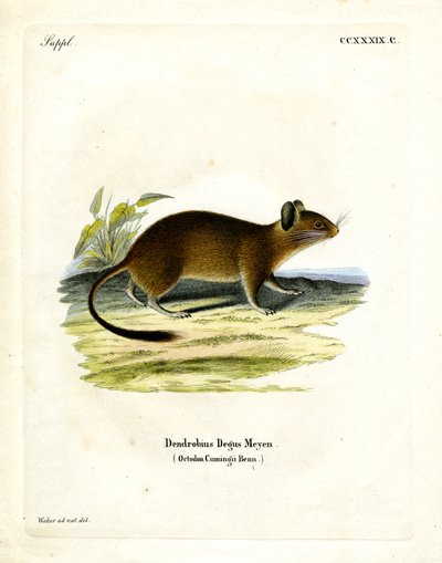 Rat à queue en brosse - German School