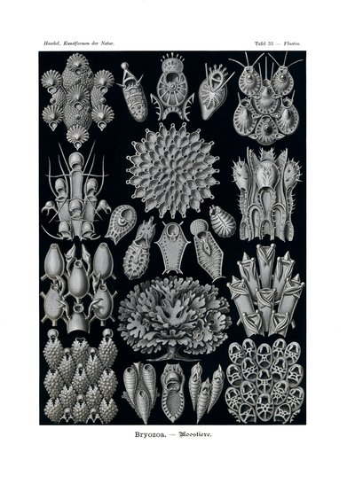 Bryozoa, 1899-1904 - German School