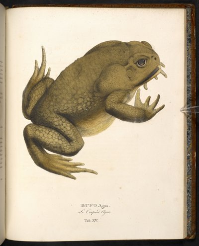 Bufo auga, le crapaud de canne ou crapaud marin géant, de 