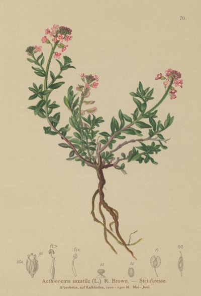 Aéthionème des rochers (Aethionema saxatile, Thlaspi saxatile) - German School