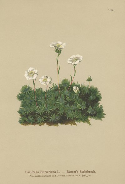 Saxifrage de Burser (Saxifraga Burseriana) - German School