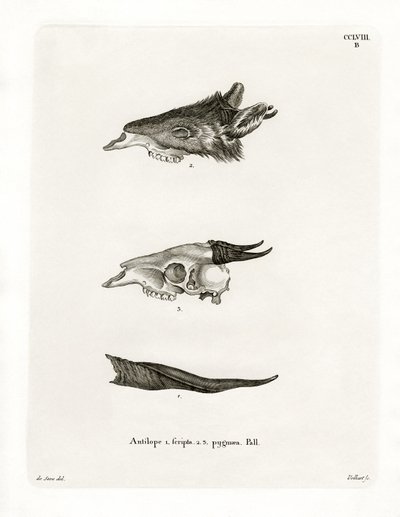 Cornes de bushbuck - German School