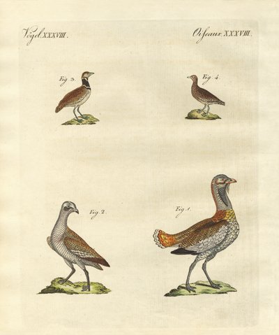 Outardes - German School