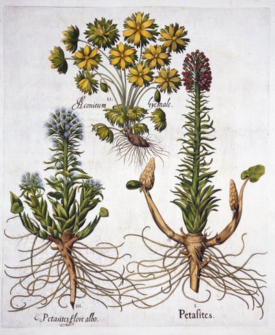 Butterburs et Winter Aconite, de Hortus Eystettensis, par Basil Besler, pub. 1613 - German School