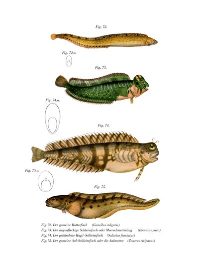 Poisson-beurre - German School