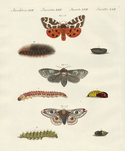 Papillons de nuit - German School