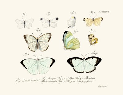 Papillons - German School