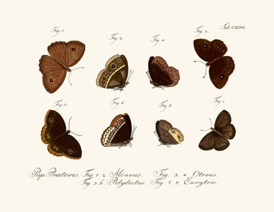 Papillons - German School