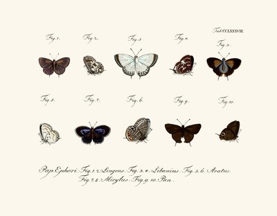 Papillons - German School