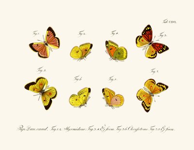 Papillons - German School