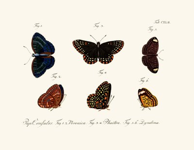 Papillons - German School