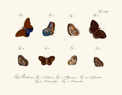 Papillons - German School