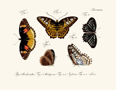 Papillons - German School