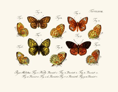 Papillons - German School