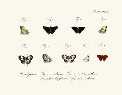 Papillons - German School