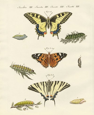 Papillons - German School