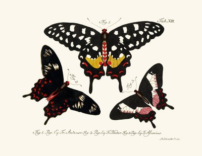 Papillons - German School