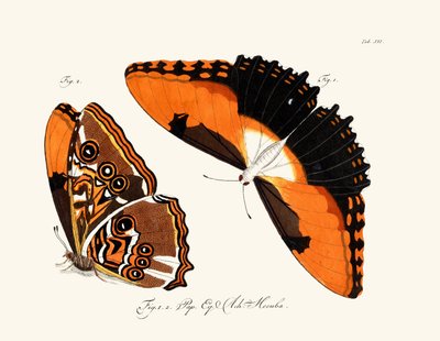 Papillons - German School
