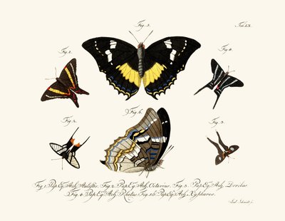 Papillons - German School