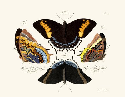 Papillons - German School