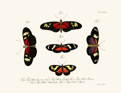 Papillons - German School