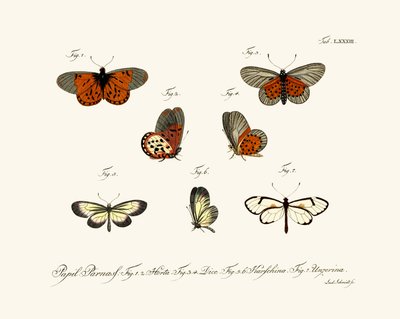 Papillons - German School
