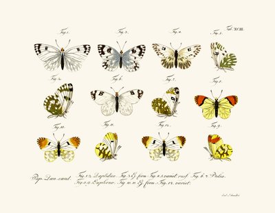 Papillons - German School