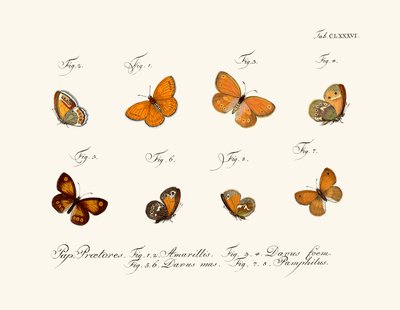 Papillons - German School