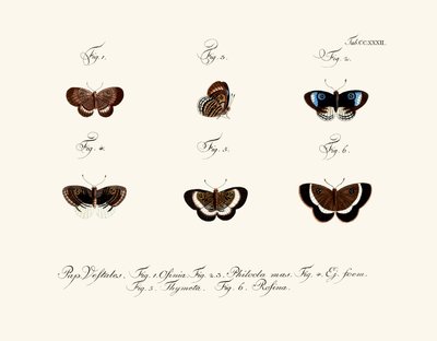 Papillons - German School
