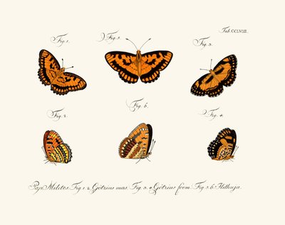 Papillons - German School