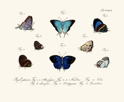 Papillons - German School