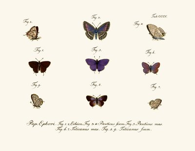 Papillons - German School
